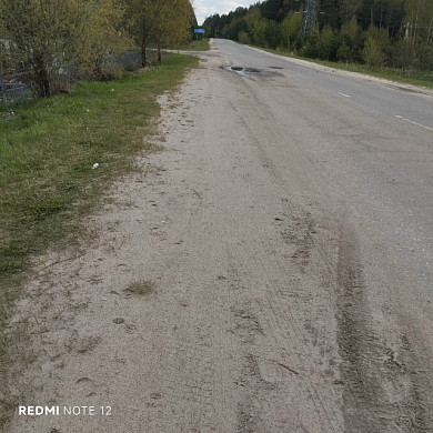 В районе старого кладбища в Кохме замечен медведь